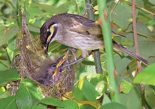 hatchling