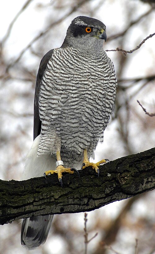hawk
