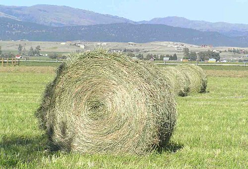 hay