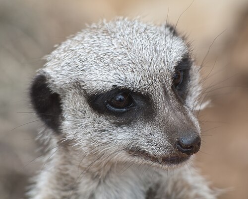 head