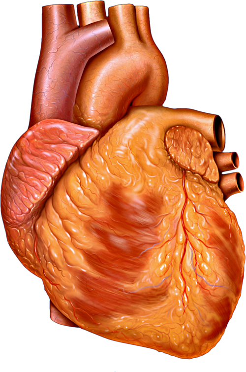 heart