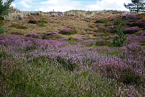 heath
