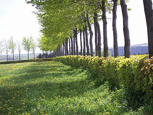 hedgerow
