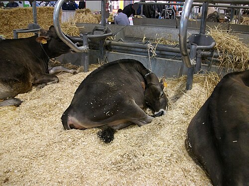 heifer