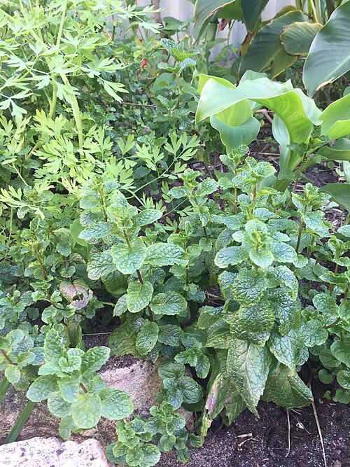herb