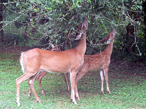 herbivore