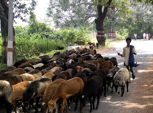 herd
