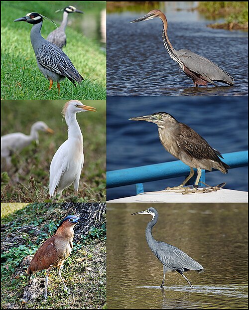 heron