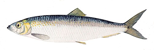 herring