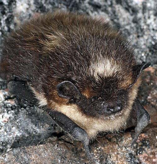 hibernation