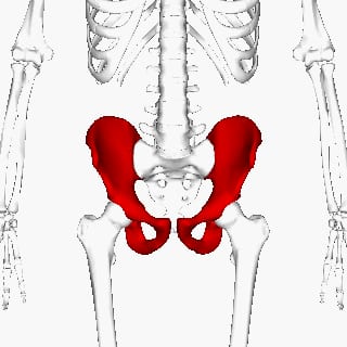 hip