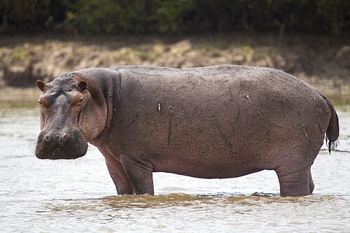 hippopotamus