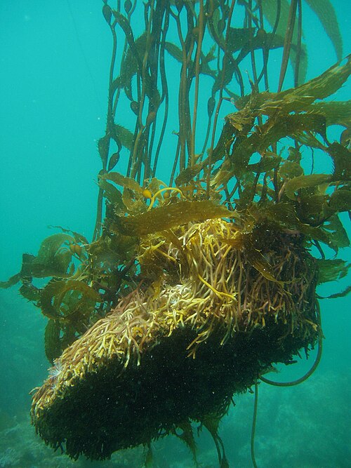 holdfast
