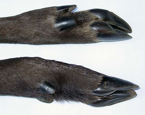 hoof