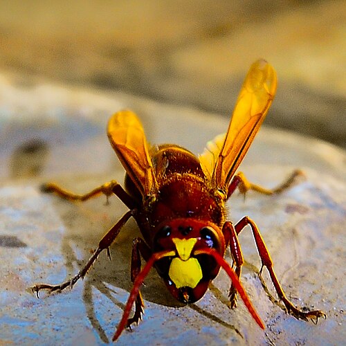 hornet
