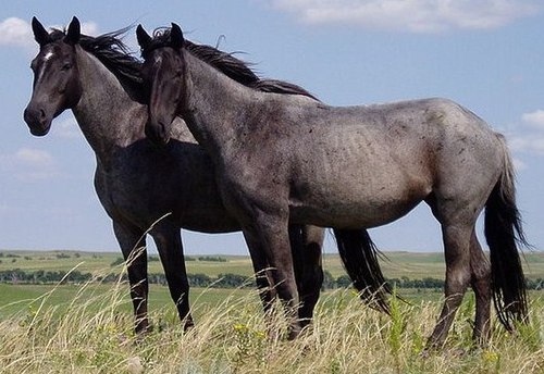 horse