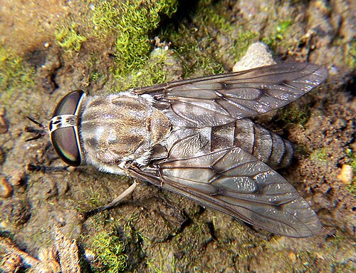 horsefly
