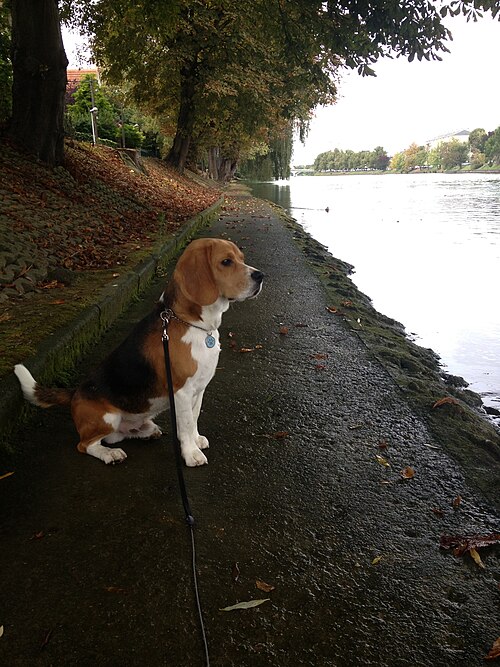 hound