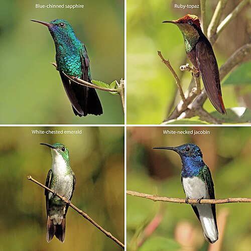 hummingbird