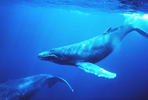 humpback