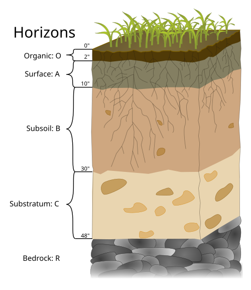 humus