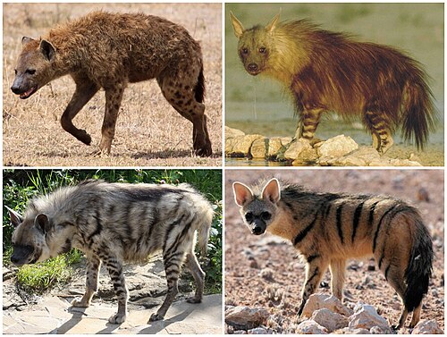 hyena