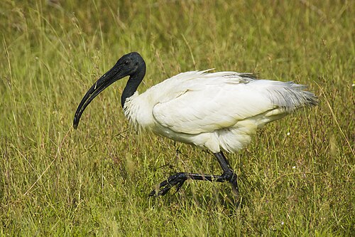 ibis