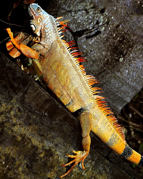 iguana