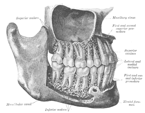 incisor
