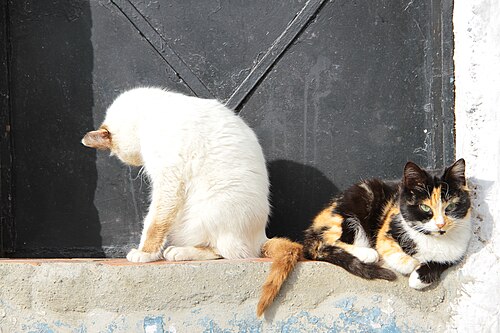 indolence