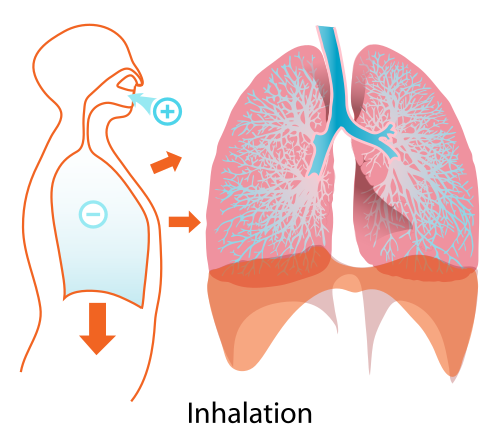 inhale