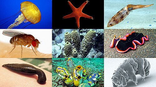 invertebrate