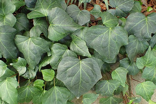 ivy