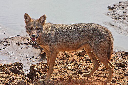 jackal