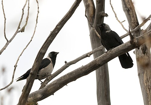 jackdaw