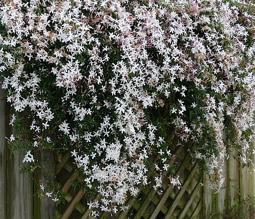jasmine
