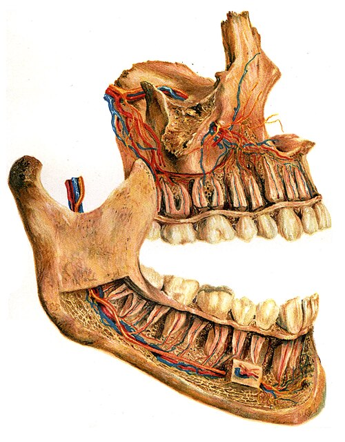 jaw