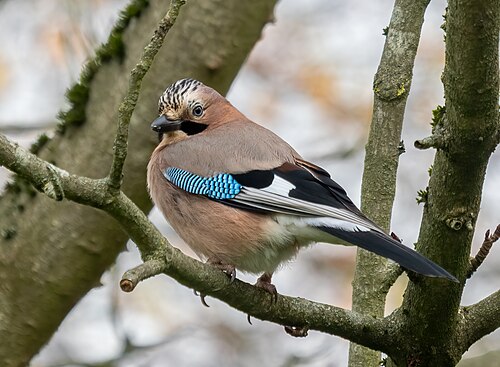 jay