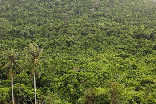 jungle