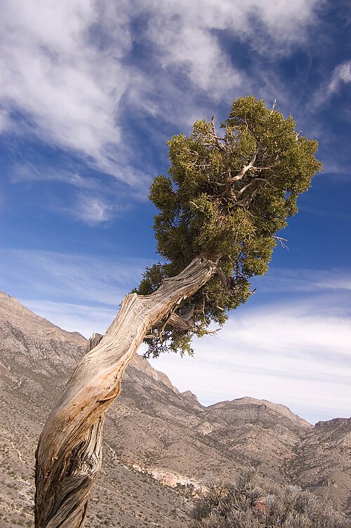 juniper