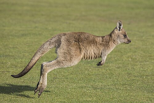 kangaroo