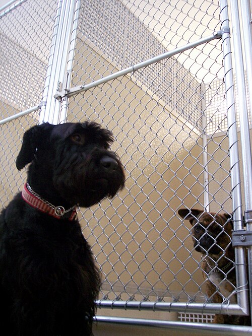 kennel