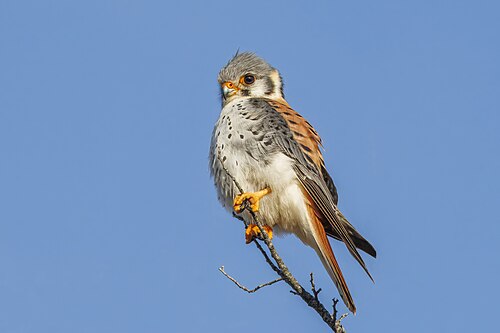 kestrel