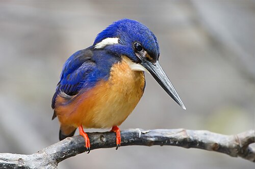 kingfisher