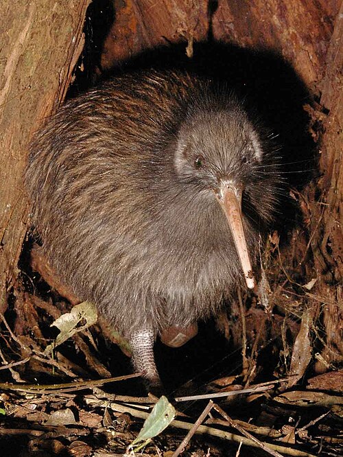 A small flightless bird with a long beak, found only in New Zealand.