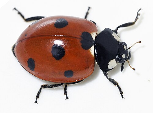 ladybug