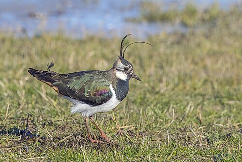 lapwing