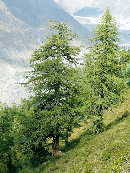 larch