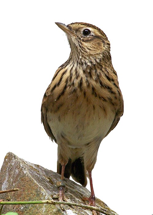 lark