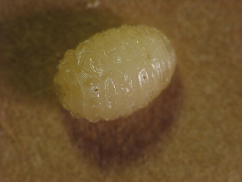 larva